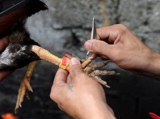 भारतमा कुखुराको भालेले मान्छे मारेपछि अदालतमा मुद्धा