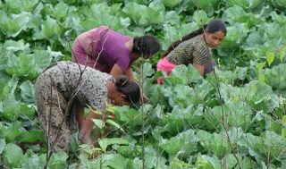 उदाहरणीय बन्यो महिलाको सामूहिक तरकारी खेती