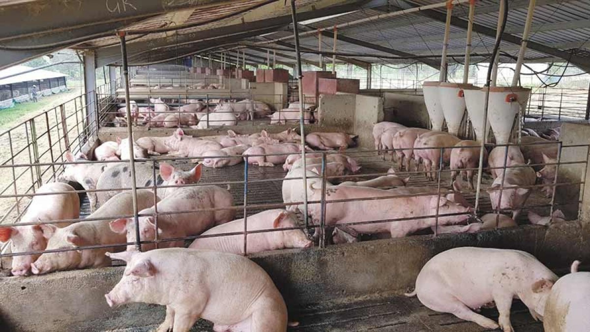 बाँकेका महिला व्यावसायिक बङ्गुरपालनतर्फ आकर्षित प्रदेश