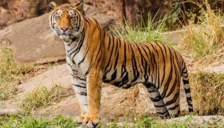 बाघको संरक्षणसँगै राष्ट्रको जैविक विविधता र पर्यटन प्रवद्र्धनमा प्रधानमन्त्रीको जोड