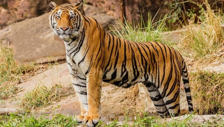 बाघको संरक्षणसँगै राष्ट्रको जैविक विविधता र पर्यटन प्रवद्र्धनमा प्रधानमन्त्रीको जोड