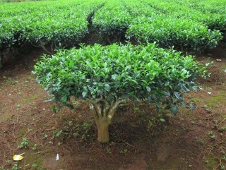 पर्वतको चिसापानी लेकमा व्यावसायिक चिया खेती सुरु